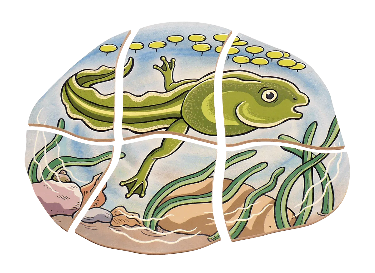 Beleduc Layer-Puzzle Frog 青蛙生長多層情景找找看拼圖